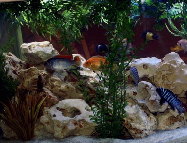 freshwater fish - copadichromis borleyi - yellowfin borleyi cichlid stocking in 200 gallons tank - My favorite shot. More to follow. freshwater fish - copadichromis borleyi - yellowfin borleyi cichlid stocking in 200 gallons tank - My favorite shot. More to follow.