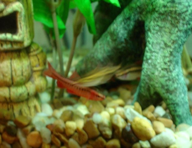 freshwater fish - puntius titteya - cherry barb stocking in 10 gallons tank - The Cherries. freshwater fish - puntius titteya - cherry barb stocking in 10 gallons tank - The Cherries.