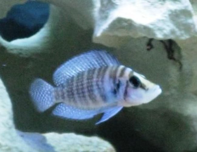 freshwater fish - altolamprologus calvus - calvus stocking in 75 gallons tank - Black Calvus freshwater fish - altolamprologus calvus - calvus stocking in 75 gallons tank - Black Calvus