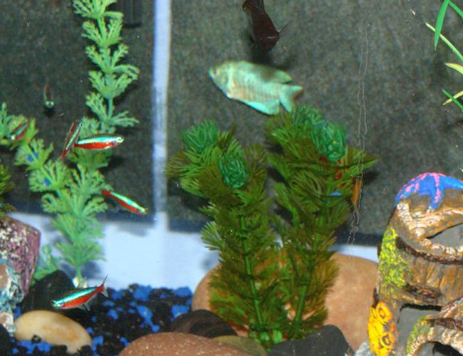 freshwater fish - colisa lalia - powder blue dwarf gourami stocking in 15 gallons tank - Tetras, Black Lyretail Molly, Blue Gourami freshwater fish - colisa lalia - powder blue dwarf gourami stocking in 15 gallons tank - Tetras, Black Lyretail Molly, Blue Gourami