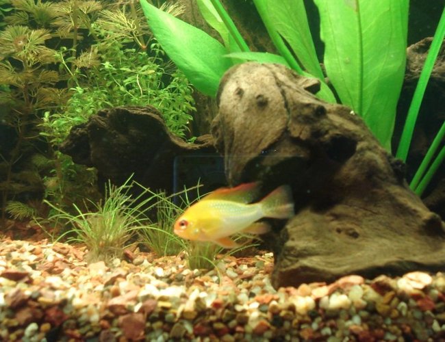 freshwater fish - mikrogeophagus ramirezi - german gold ram stocking in 55 gallons tank - male ram freshwater fish - mikrogeophagus ramirezi - german gold ram stocking in 55 gallons tank - male ram