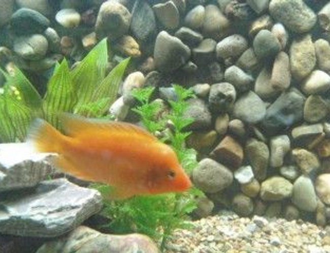 freshwater fish - amphilophus citrinellus - midas cichlid stocking in 90 gallons tank - Midas freshwater fish - amphilophus citrinellus - midas cichlid stocking in 90 gallons tank - Midas
