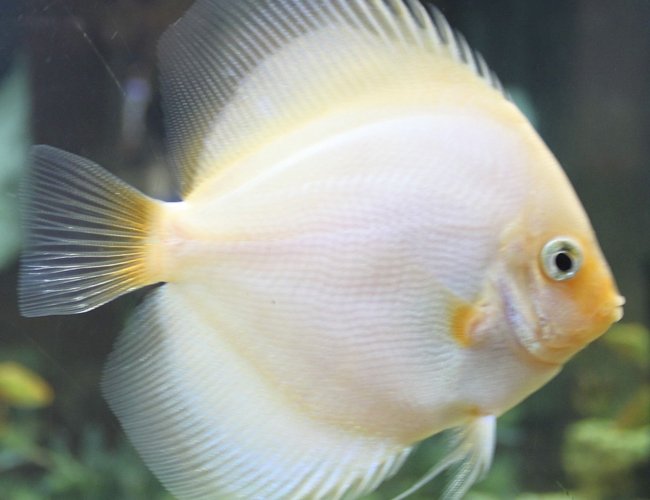 freshwater fish - pterophyllum sp. - white blushing angel stocking in 150 gallons tank - Discus freshwater fish - pterophyllum sp. - white blushing angel stocking in 150 gallons tank - Discus