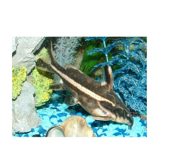freshwater fish - platydoras costatus - striped raphael catfish stocking in 30 gallons tank - Striped Raphael Catfish freshwater fish - platydoras costatus - striped raphael catfish stocking in 30 gallons tank - Striped Raphael Catfish