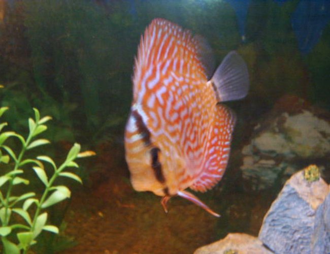 freshwater fish - symphysodon aequifasciata sp. - discus stocking in 55 gallons tank - discus freshwater fish - symphysodon aequifasciata sp. - discus stocking in 55 gallons tank - discus