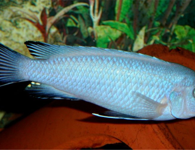freshwater fish - pseudotropheus socolofi - powder blue cichlid stocking in 33 gallons tank - Some kind of pseudotropheus zebra mbuna, possibly a "mutt" !! freshwater fish - pseudotropheus socolofi - powder blue cichlid stocking in 33 gallons tank - Some kind of pseudotropheus zebra mbuna, possibly a "mutt" !!