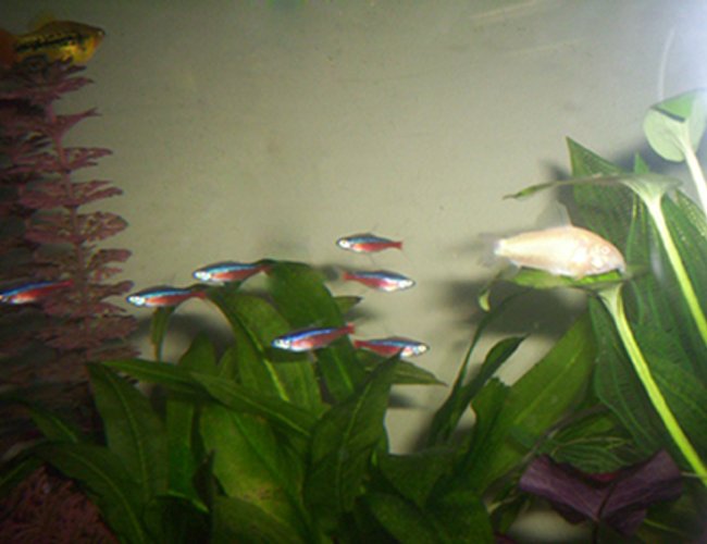 freshwater fish - paracheirodon axelrodi - cardinal tetra stocking in 35 gallons tank - Cardinal Tetras freshwater fish - paracheirodon axelrodi - cardinal tetra stocking in 35 gallons tank - Cardinal Tetras