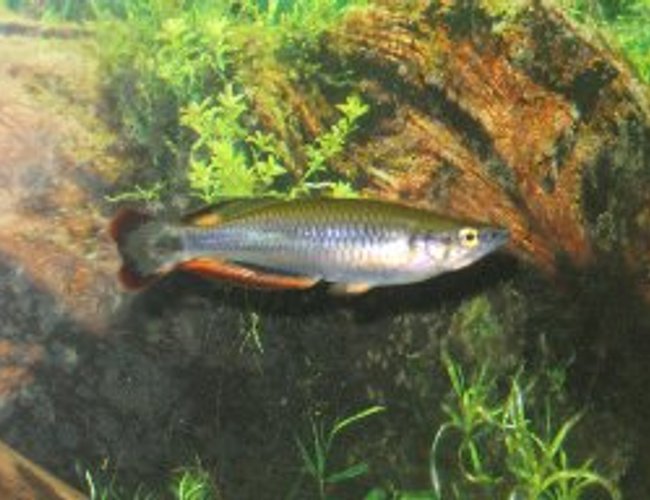 freshwater fish - bedotia gaeyi - madagascan rainbow stocking in 29 gallons tank - 4" Madagascar Rainbow freshwater fish - bedotia gaeyi - madagascan rainbow stocking in 29 gallons tank - 4" Madagascar Rainbow