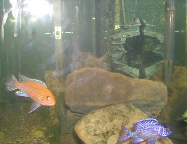 freshwater fish - aulonocara sp. - strawberry peacock cichlid stocking in 55 gallons tank - cichlids freshwater fish - aulonocara sp. - strawberry peacock cichlid stocking in 55 gallons tank - cichlids