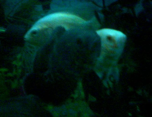 freshwater fish - astronotus ocellatus - oscar stocking in 55 gallons tank - my oscars when they were very young freshwater fish - astronotus ocellatus - oscar stocking in 55 gallons tank - my oscars when they were very young