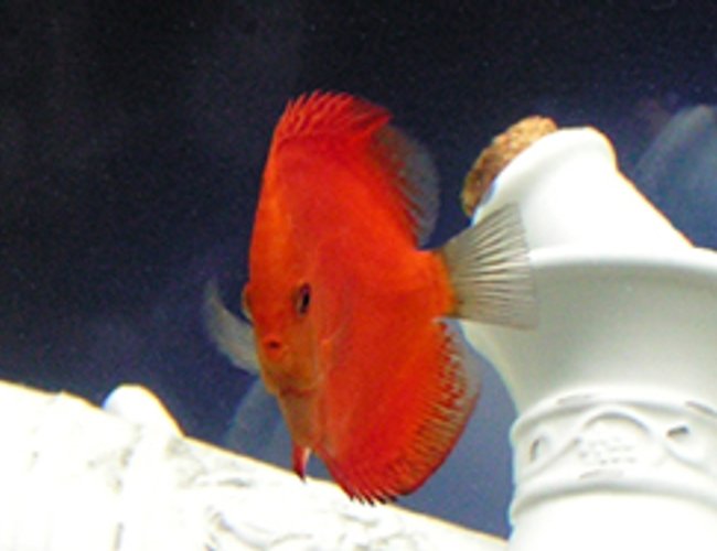 freshwater fish - symphysodon sp. - red marlboro discus stocking in 125 gallons tank - This is a 5.5 month old Malboro Red Discus :) freshwater fish - symphysodon sp. - red marlboro discus stocking in 125 gallons tank - This is a 5.5 month old Malboro Red Discus :)
