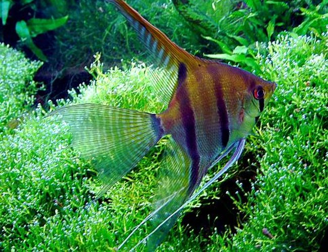 freshwater fish - pterophyllum scalare - angelfish stocking in 40 gallons tank - angelfish over riccia fluitians (photo digitally enhanced) freshwater fish - pterophyllum scalare - angelfish stocking in 40 gallons tank - angelfish over riccia fluitians (photo digitally enhanced)