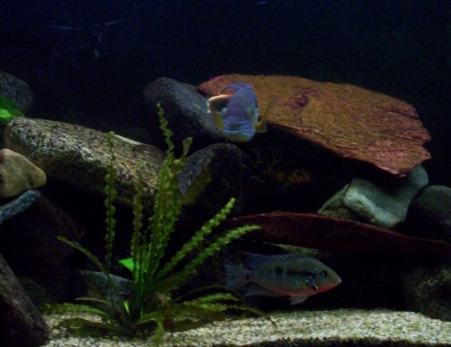 freshwater fish - thorichthys meeki - firemouth cichlid stocking in 100 gallons tank - this is my firemouth cichlid, up top is my green terror if you can make it him out freshwater fish - thorichthys meeki - firemouth cichlid stocking in 100 gallons tank - this is my firemouth cichlid, up top is my green terror if you can make it him out