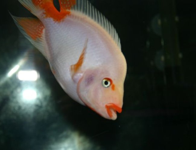 freshwater fish - amphilophus labiatus - red devil stocking in 80 gallons tank - Here is my Midas....HIS name is Lips. Hope you like! freshwater fish - amphilophus labiatus - red devil stocking in 80 gallons tank - Here is my Midas....HIS name is Lips. Hope you like!