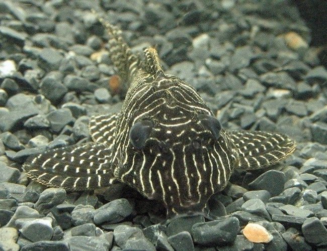 freshwater fish - hypancistrus sp. - queen arabesque pleco stocking in 10 gallons tank - Queen Arabesque pleco. freshwater fish - hypancistrus sp. - queen arabesque pleco stocking in 10 gallons tank - Queen Arabesque pleco.