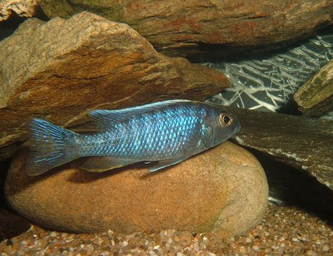 freshwater fish - cyrtocara moorii - moorei cichlid stocking in 100 gallons tank - Fryeir freshwater fish - cyrtocara moorii - moorei cichlid stocking in 100 gallons tank - Fryeir