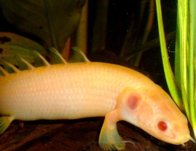 freshwater fish - polypterus senegalus - cuvier bichir stocking in 80 gallons tank - Albino Bichir freshwater fish - polypterus senegalus - cuvier bichir stocking in 80 gallons tank - Albino Bichir