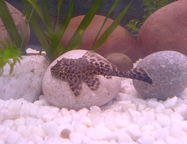 freshwater fish - glyptoperichthys gibbiceps - sailfin gibbiceps pleco stocking in 22 gallons tank - my gibbicep dave freshwater fish - glyptoperichthys gibbiceps - sailfin gibbiceps pleco stocking in 22 gallons tank - my gibbicep dave