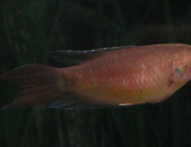 freshwater fish - macropodus opercularis - blue paradise stocking in 55 gallons tank - Blue Paradise Gourami; Week 1 added one freshwater fish - macropodus opercularis - blue paradise stocking in 55 gallons tank - Blue Paradise Gourami; Week 1 added one