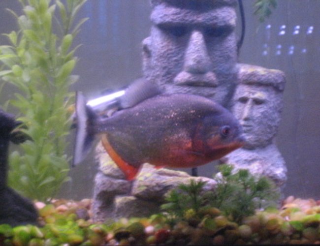 freshwater fish - pygocentrus nattereri - red bellied piranha stocking in 55 gallons tank - 8" 3 year old piranha "Fluffy" - 55 gallon tank 3/02/06 freshwater fish - pygocentrus nattereri - red bellied piranha stocking in 55 gallons tank - 8" 3 year old piranha "Fluffy" - 55 gallon tank 3/02/06