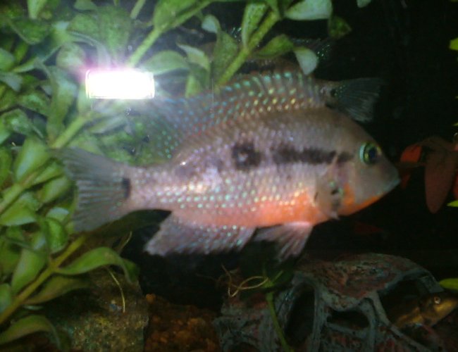 freshwater fish - thorichthys meeki - firemouth cichlid stocking in 29 gallons tank - picture of my male firemouth freshwater fish - thorichthys meeki - firemouth cichlid stocking in 29 gallons tank - picture of my male firemouth