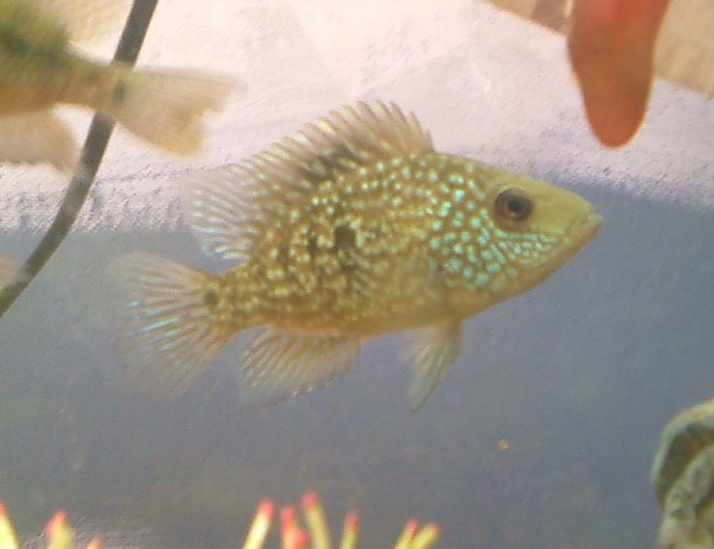 freshwater fish - herichthys cynoguttatus - texas cichlid stocking in 29 gallons tank - my texas chiclid freshwater fish - herichthys cynoguttatus - texas cichlid stocking in 29 gallons tank - my texas chiclid