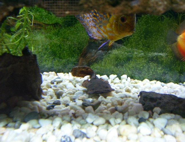 freshwater fish - pervagor spilosoma - fantail orange filefish stocking in 100 gallons tank - Chaca Chaca Catfish freshwater fish - pervagor spilosoma - fantail orange filefish stocking in 100 gallons tank - Chaca Chaca Catfish