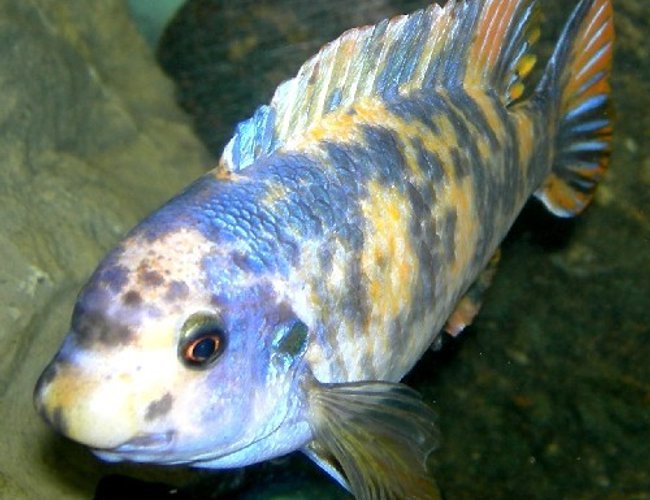 freshwater fish - labeotropheus fuelleborni - fuelleborni cichlid stocking in 75 gallons tank - male Labeotropheus fuelleborni Katale OB morph freshwater fish - labeotropheus fuelleborni - fuelleborni cichlid stocking in 75 gallons tank - male Labeotropheus fuelleborni Katale OB morph