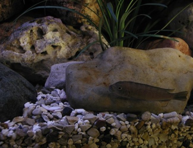 freshwater fish - pseudotropheus flavus stocking in 50 gallons tank - Just Blending In.
Pseudotropheus flavus - female freshwater fish - pseudotropheus flavus stocking in 50 gallons tank - Just Blending In.
Pseudotropheus flavus - female
