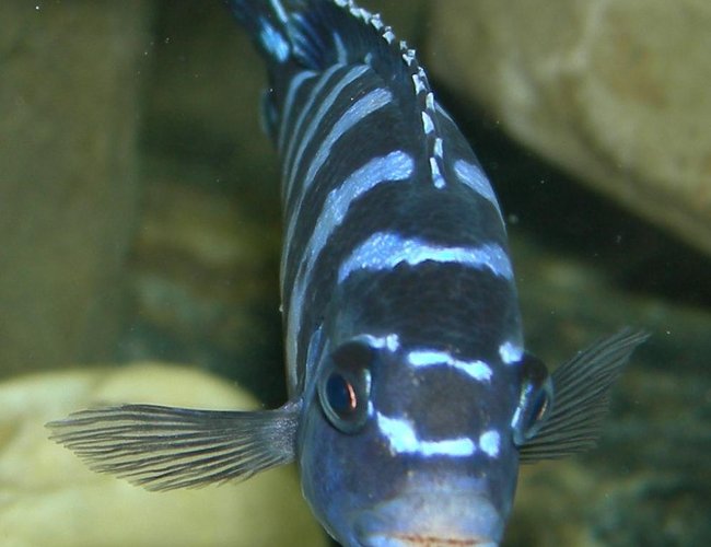 freshwater fish - pseudotropheus demasoni - demasoni cichlid stocking in 75 gallons tank - male Pseudotropheus demasoni -- super macro freshwater fish - pseudotropheus demasoni - demasoni cichlid stocking in 75 gallons tank - male Pseudotropheus demasoni -- super macro