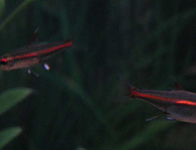 freshwater fish - hemigrammus erythrozonus - glolite tetra stocking in 55 gallons tank - Glolite Tetras; Week 3 added five freshwater fish - hemigrammus erythrozonus - glolite tetra stocking in 55 gallons tank - Glolite Tetras; Week 3 added five