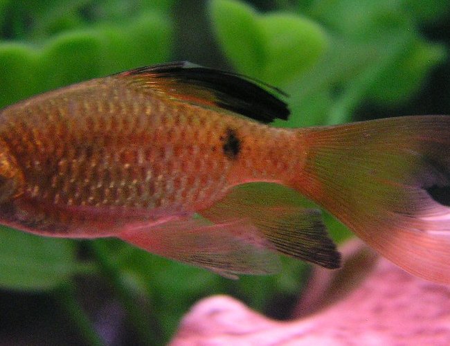 freshwater fish - puntius conchonius - rosy barb stocking in 55 gallons tank - Another Rosy Barb from Week 3 freshwater fish - puntius conchonius - rosy barb stocking in 55 gallons tank - Another Rosy Barb from Week 3