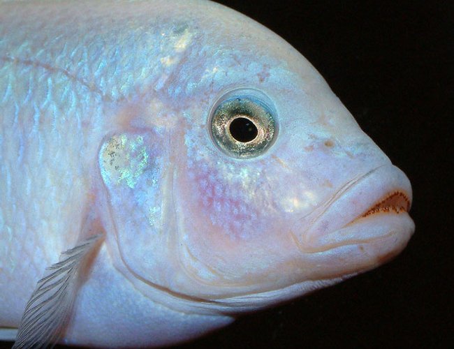 freshwater fish - maylandia callainos - blue cobalt cichlid stocking in 64 gallons tank - Maylandia Callianos 'Ice White' freshwater fish - maylandia callainos - blue cobalt cichlid stocking in 64 gallons tank - Maylandia Callianos 'Ice White'