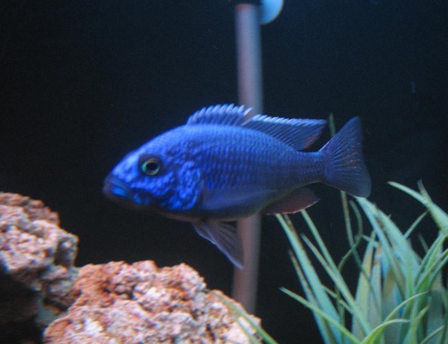 freshwater fish - sciaenochromis fryeri - electric blue hap stocking in 30 gallons tank - 4" Electric Blue Hap freshwater fish - sciaenochromis fryeri - electric blue hap stocking in 30 gallons tank - 4" Electric Blue Hap