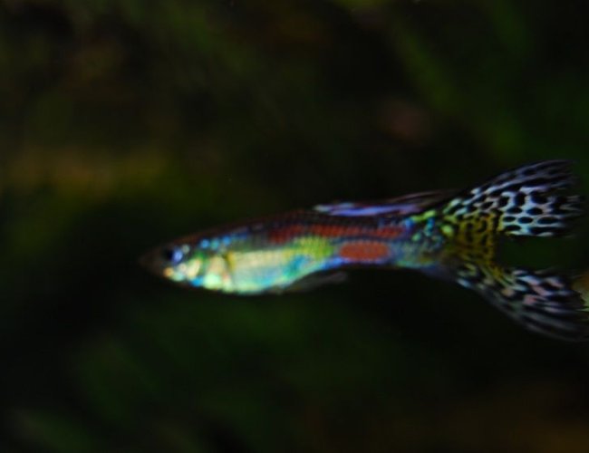 freshwater fish - poecilia reticulata - green cobra guppy stocking in 22 gallons tank - A stunning Color but a bit blury. freshwater fish - poecilia reticulata - green cobra guppy stocking in 22 gallons tank - A stunning Color but a bit blury.