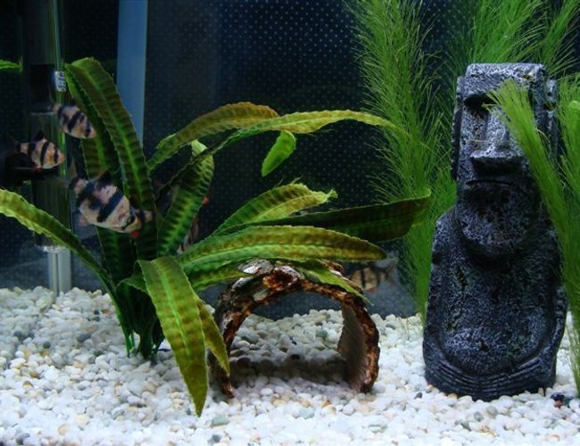 freshwater fish - puntius tetrazona - tiger barb stocking in 10 gallons tank - This is a recent full view picture of my tank which has 12 tiger barbs :) freshwater fish - puntius tetrazona - tiger barb stocking in 10 gallons tank - This is a recent full view picture of my tank which has 12 tiger barbs :)