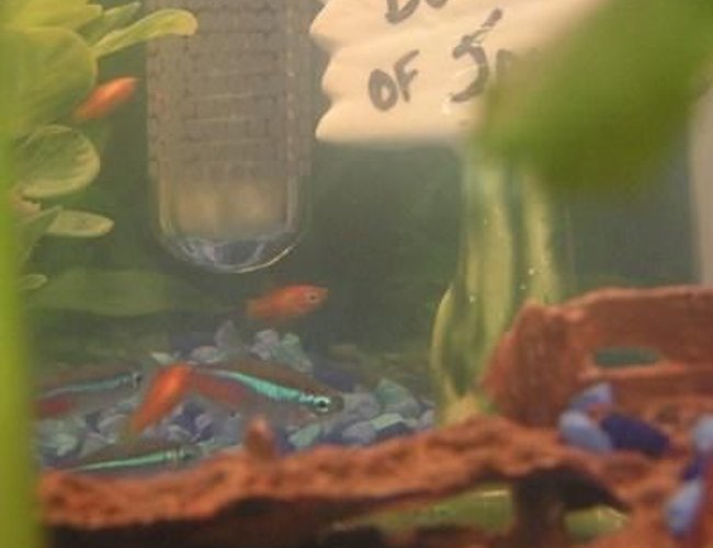 freshwater fish - paracheirodon innesi - neon tetra jumbo stocking in 10 gallons tank - Some of my Neon Tetras and Baby Sunburst Tetras freshwater fish - paracheirodon innesi - neon tetra jumbo stocking in 10 gallons tank - Some of my Neon Tetras and Baby Sunburst Tetras
