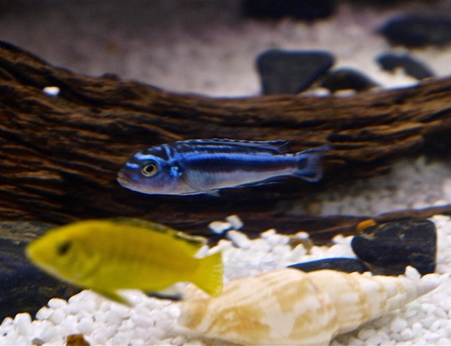 freshwater fish - melanochromis cyaneorhabdos - maingano cichlid stocking in 55 gallons tank - melanochromis freshwater fish - melanochromis cyaneorhabdos - maingano cichlid stocking in 55 gallons tank - melanochromis