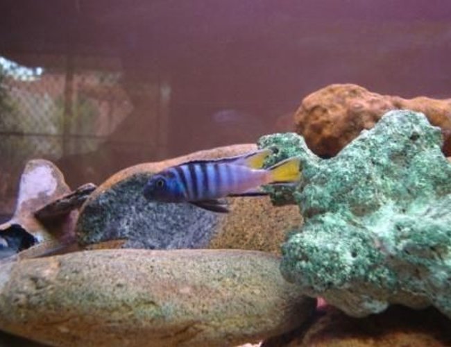 freshwater fish - pseudotropheus sp. - mpanga elongatus stocking in 78 gallons tank - 12 month old cichlid i raised
-4 foot tank freshwater fish - pseudotropheus sp. - mpanga elongatus stocking in 78 gallons tank - 12 month old cichlid i raised
-4 foot tank
