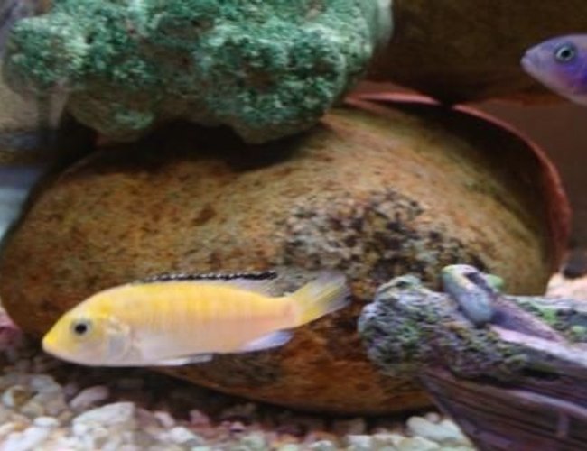 freshwater fish - labidochromis caeruleus - electric yellow cichlid stocking in 78 gallons tank - yound female electric yellow
-4 foot tank freshwater fish - labidochromis caeruleus - electric yellow cichlid stocking in 78 gallons tank - yound female electric yellow
-4 foot tank