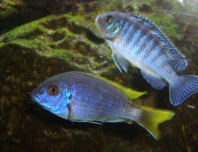 freshwater fish - pseudotropheus sp. - acei cichlid stocking in 125 gallons tank - my blue zebra and ac cichlids freshwater fish - pseudotropheus sp. - acei cichlid stocking in 125 gallons tank - my blue zebra and ac cichlids