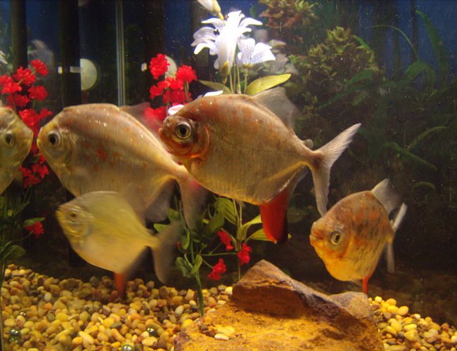 freshwater fish - metynnis argenteus - silver dollar stocking in 55 gallons tank - Silver Dollars freshwater fish - metynnis argenteus - silver dollar stocking in 55 gallons tank - Silver Dollars