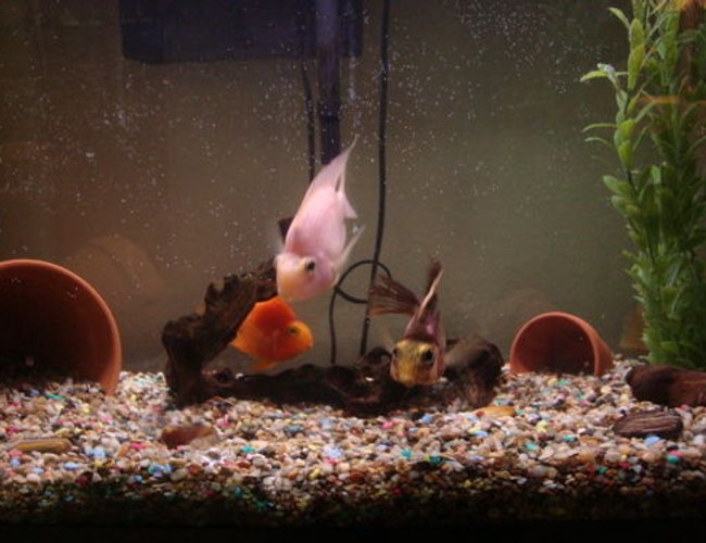 freshwater fish - heros severus x amphilophus citrinellum - blood parrot stocking in 26 gallons tank - Blood Parrot Cichlid freshwater fish - heros severus x amphilophus citrinellum - blood parrot stocking in 26 gallons tank - Blood Parrot Cichlid