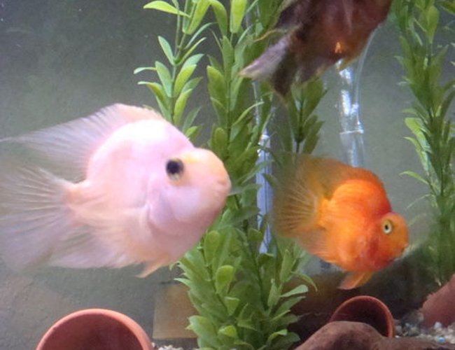 freshwater fish - heros severus x amphilophus citrinellum - blood parrot stocking in 26 gallons tank - Blood Parrot Cichlid freshwater fish - heros severus x amphilophus citrinellum - blood parrot stocking in 26 gallons tank - Blood Parrot Cichlid