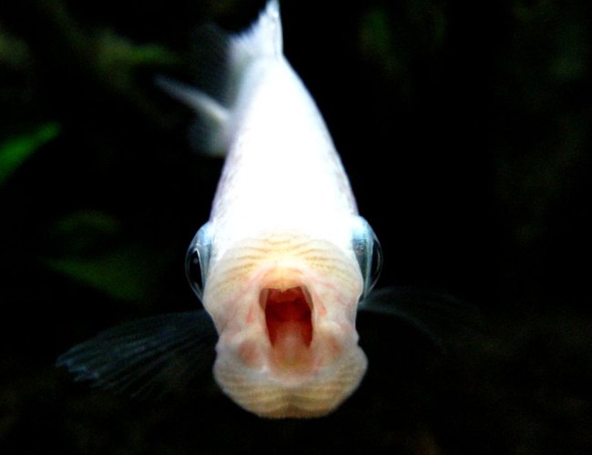freshwater fish - helostoma temmincki - kissing gourami stocking in 150 gallons tank - Kissing Gourami freshwater fish - helostoma temmincki - kissing gourami stocking in 150 gallons tank - Kissing Gourami