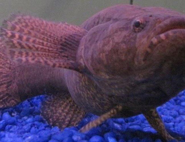 freshwater fish - eleotris picta - spotted seeper stocking in 48 gallons tank - This is Russell. My "Water Cow Goby" also know as a "Spotted Sleeper Goby" or "Eleotris Picta" He will eat anything that will fit in his mouth so he has his very own tank!! freshwater fish - eleotris picta - spotted seeper stocking in 48 gallons tank - This is Russell. My "Water Cow Goby" also know as a "Spotted Sleeper Goby" or "Eleotris Picta" He will eat anything that will fit in his mouth so he has his very own tank!!