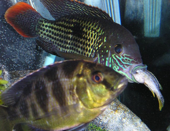 freshwater fish - aequidens rivulatus - green terror stocking in 80 gallons tank - Green Terror eating a cichlid freshwater fish - aequidens rivulatus - green terror stocking in 80 gallons tank - Green Terror eating a cichlid