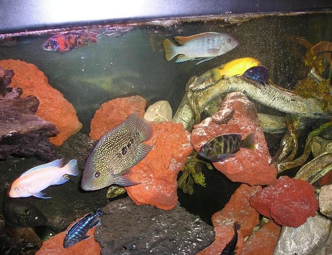 freshwater fish - nimbochromis venustus - venustus cichlid stocking in 80 gallons tank - Assorted African Cichlids freshwater fish - nimbochromis venustus - venustus cichlid stocking in 80 gallons tank - Assorted African Cichlids