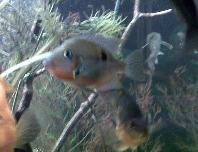 freshwater fish - thorichthys meeki - firemouth cichlid stocking in 75 gallons tank - Fire Mouth Cichlid freshwater fish - thorichthys meeki - firemouth cichlid stocking in 75 gallons tank - Fire Mouth Cichlid