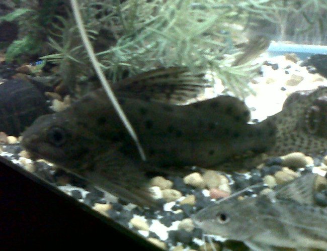 freshwater fish - pimelodus pictus - pictus cat stocking in 75 gallons tank - Synodontis Catfish (left) Spotted Pictus Catfish (Right) freshwater fish - pimelodus pictus - pictus cat stocking in 75 gallons tank - Synodontis Catfish (left) Spotted Pictus Catfish (Right)